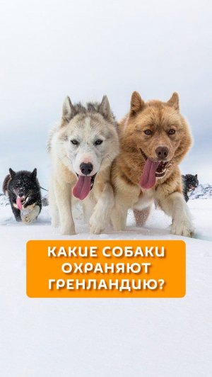 Какие собаки охраняют Гренландию?