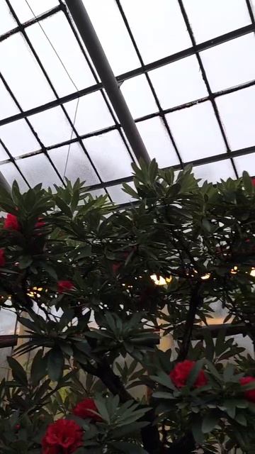 Камелия в оранжерее ботанического сада смотреть онлайн