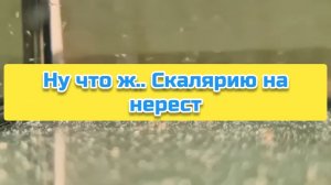 Ну что ж.. Скалярия на нерест