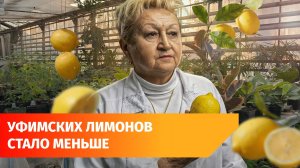 Урожай в Уфимском лимонарии упал почти в два раза. Что случилось?