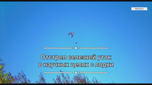 Отстрел селезней уток в научных целях с лодки / Shotkam / 2025 охота
