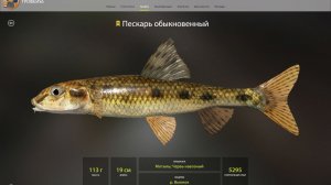 ПЕСКАРЬ ОБЫЧНЫЙ ТРОФЕЙНЫЙ!!!РЕКА ВЬЮНОК - РУССКАЯ РЫБАЛКА 4