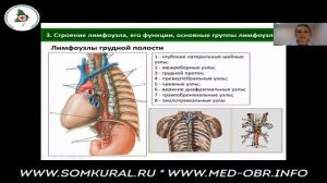 22 Анатомо физиологические особенности лимфотической системы