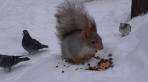 Немного о белках. Зарисовка