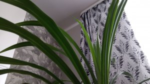 Не выбрасывайте засохшую драцену, пока не посмотрите это видео