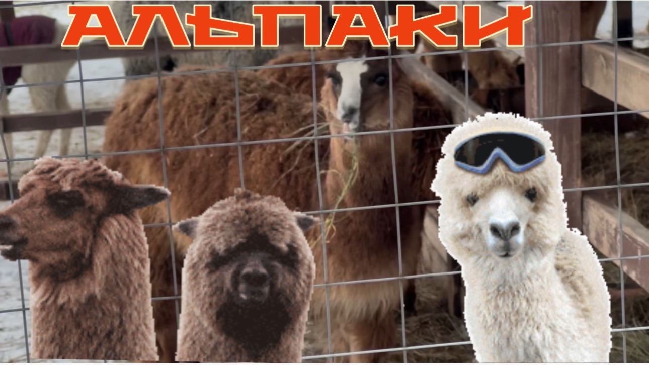 Альпаки. Парк Альпак Белый колодец. смотреть онлайн