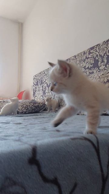 Весёлые котята