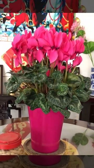 Цикламен смотреть онлайн