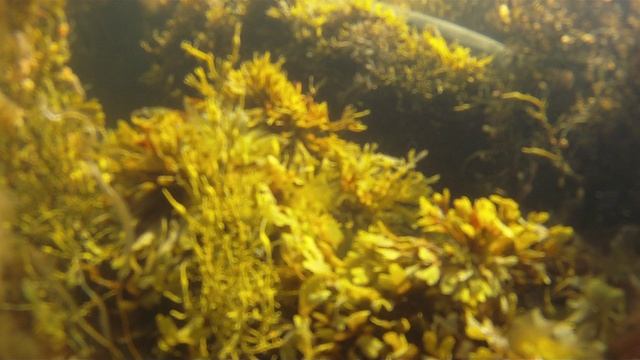 © "Поиски Соловецких колоколов" 2010 Мелководье, опробование камеры для подводных съемок 1