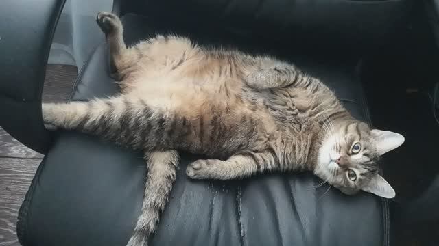 Кошка Елизавета!😍😍😍 смотреть онлайн