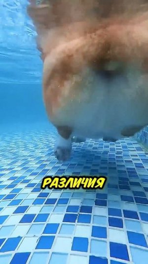 Как собаки привыкают к воде 🐶💦😄