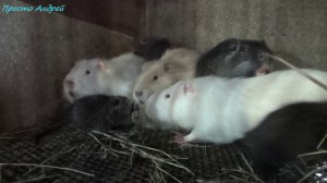 Нутрия в морозы рождение щенков