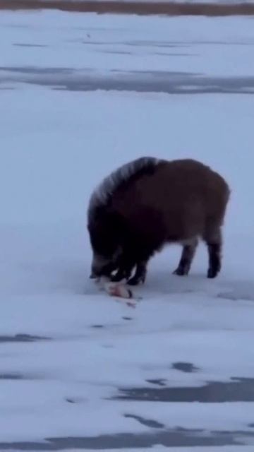 Охамевший кабан ... #кабан #голодный #река #улов #рыбалка #вор #рыба #рыбак #зима #зимняярыбалка смотреть онлайн