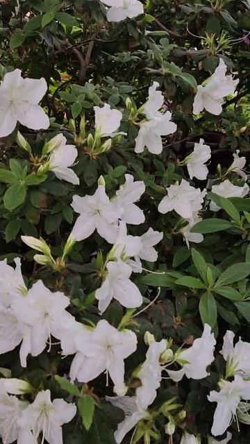 Белые рододендроны в ботаническом саду смотреть онлайн
