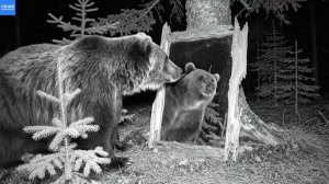 Скрытая камера: диким животным установили зеркало в лесу