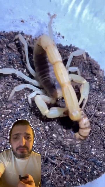 Скорпион уничтожает свою жертву смотреть онлайн