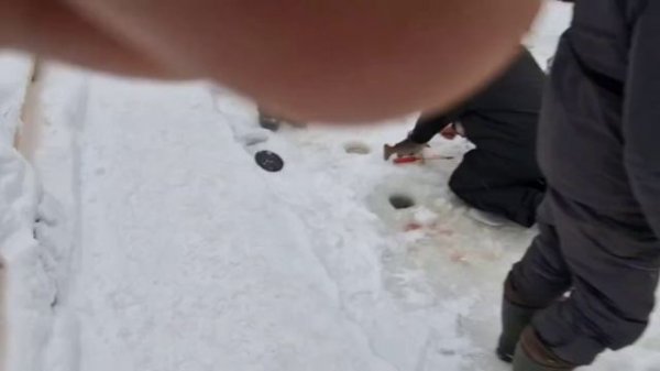 Активные поимки форели на активные и пассивные снасти.