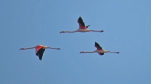 Розовые фламинго и Золотой пляж Феодосии.