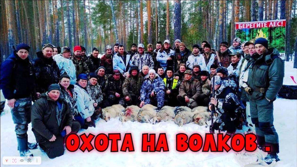 ОХОТА НА ВОЛКОВ .#охотасгончей#собака #животные #топ #hunting #волки смотреть онлайн