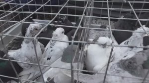 Ярмарка голубей Рязань