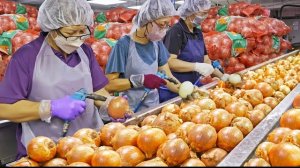 как готовят жареный лук в огромных масштабах