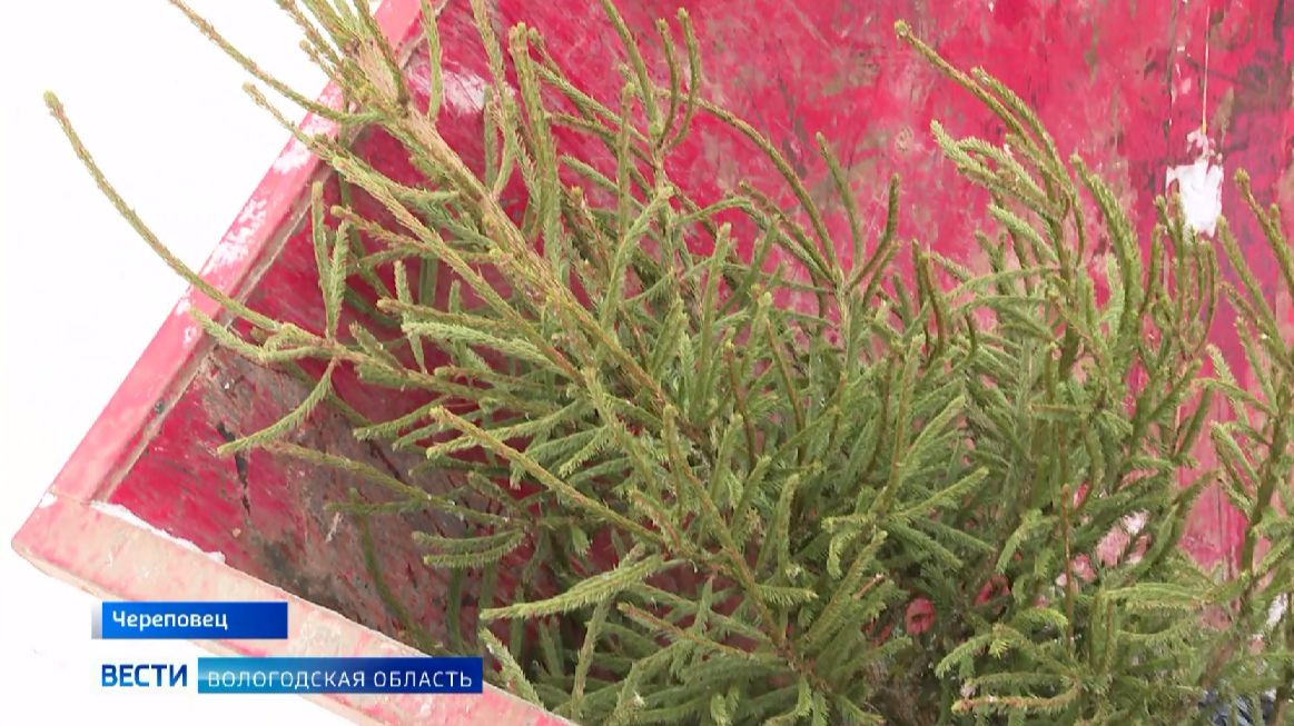Экологическая акция по сбору на переработку новогодних елей проходит в Вологодской области смотреть онлайн