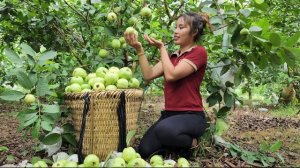 Собираю урожай гуавы в саду и несу на рынок для продажи. Уход за домашними животными. Дуонг. Вьетнам