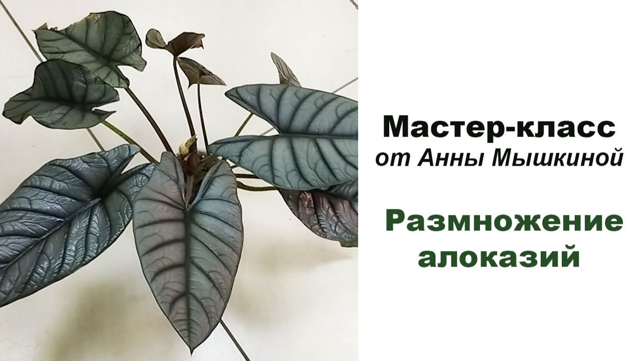 Мастер-класс по размножению алоказий. Выставка 26.04.25. Екатеринбург смотреть онлайн