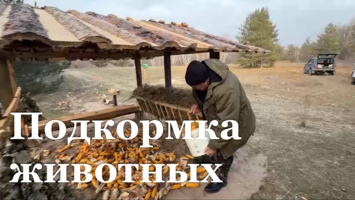 В Станично-Луганском лесхозе перед холодами подкармливают диких животных смотреть онлайн