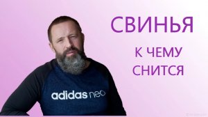 СВИНЬЯ. К чему снится Свинья.