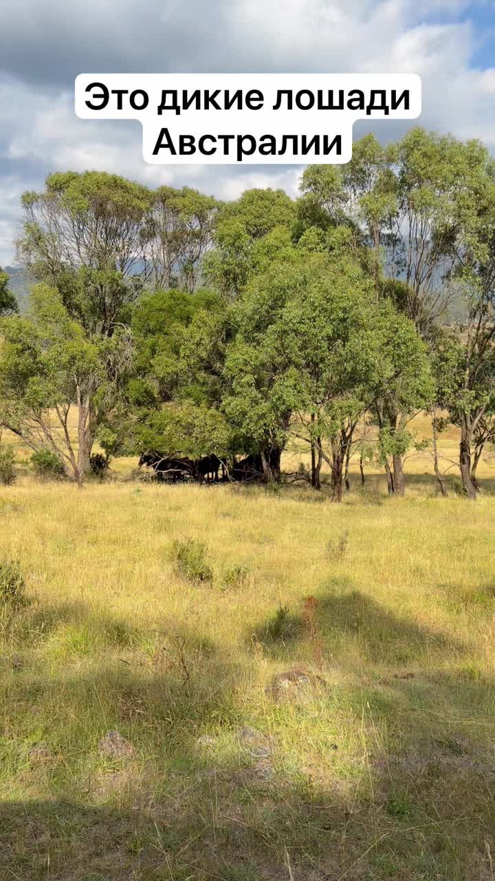 Австралийские дикие лошади Брамьи смотреть онлайн