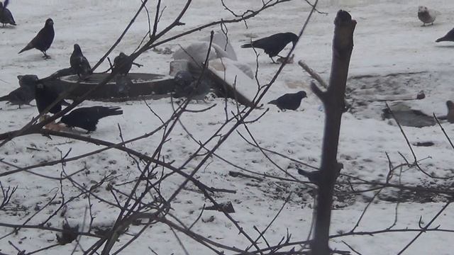 15 января 2026 года - брошенные трое суток назад у дома кости никто не убирает