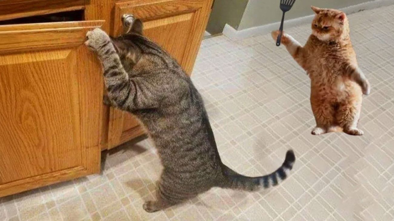 Видео приколы КОТЫ - ХУЛИГАНЫ, НАГЛЕЦЫ!😼 СМЕШНЫЕ ПРИКОЛЫ ПРО ЖИВОТНЫХ😹 смотреть онлайн