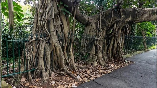 Из дерева в рощу