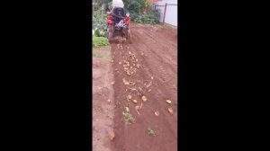 Капаем картофель. 2025г