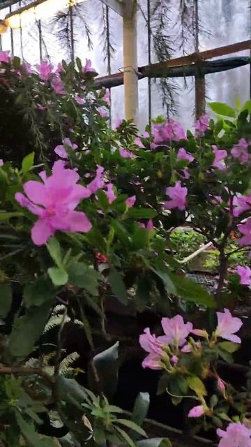 Рододендрон в оранжерее смотреть онлайн