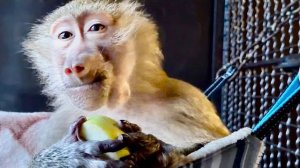 Родители только ушли, а Люся со Степой СРАЗУ ЖЕ НАШЛИ ГДЕ НАПАКОСТИТЬ и только Маня сидит спокойно!