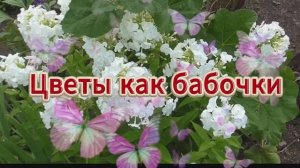 Цветы  - как бабочки, а бабочки - как МЫ....Берегите своё хрупкое и прекрасное «сегодня».