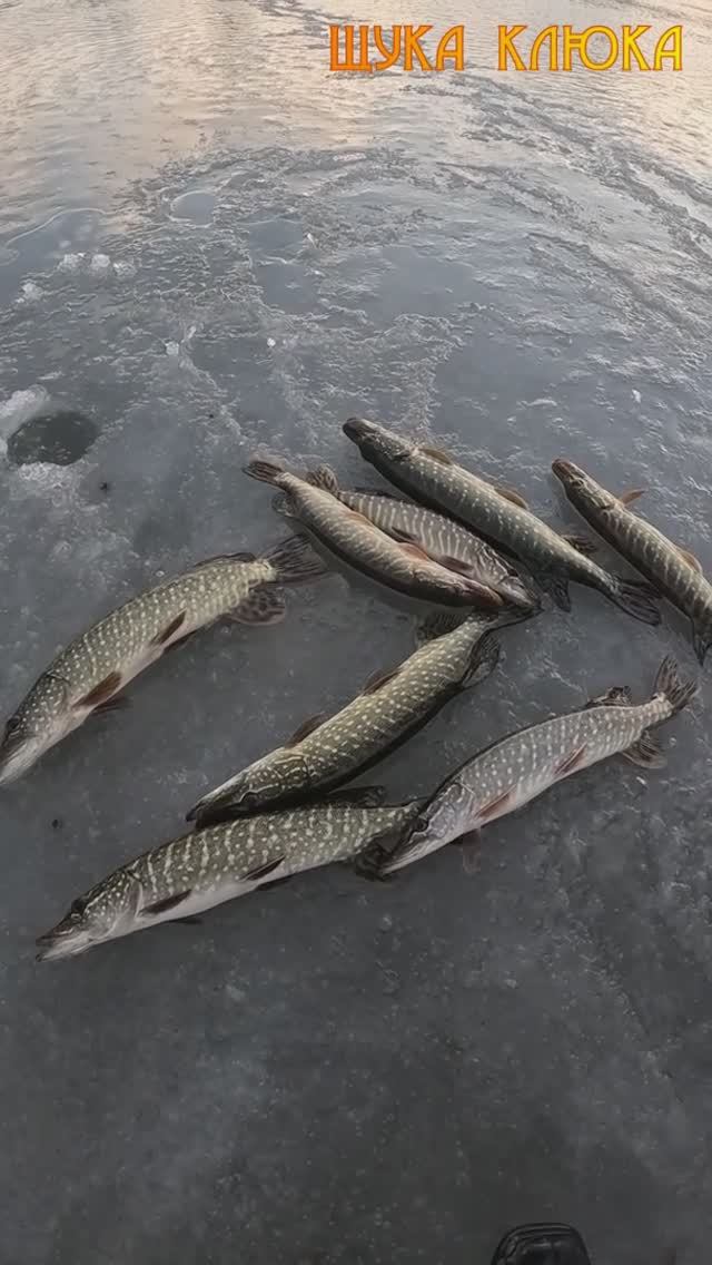 🔥 Закинул много щук в водоем своего детства 🔥 #рыбалка #щука #шортс #fishing