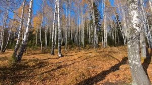 Осенняя рапсодия/Прогулка у пруда#природа