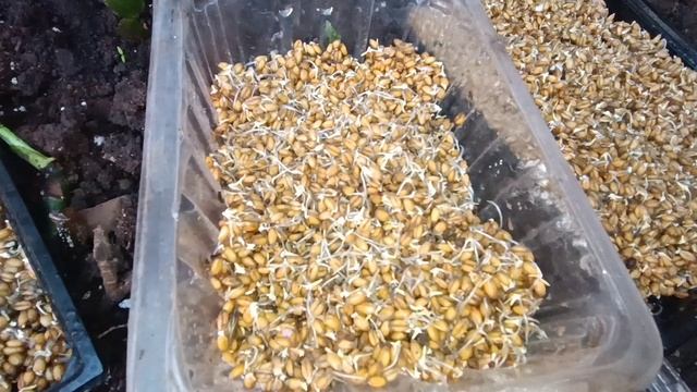 наше зерно спустя несколько дней