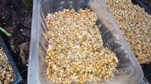 наше зерно спустя несколько дней