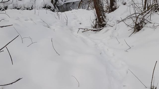 Проверка капканов. 14 января. Снова морозы. смотреть онлайн