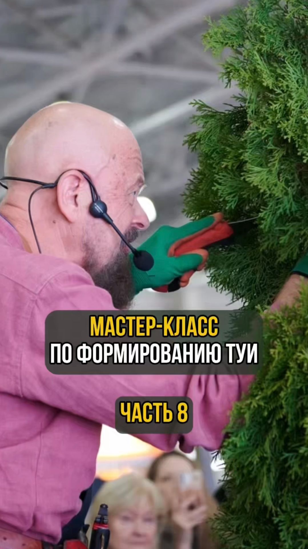 Мастер-класс по формированию туи. Часть 8 смотреть онлайн