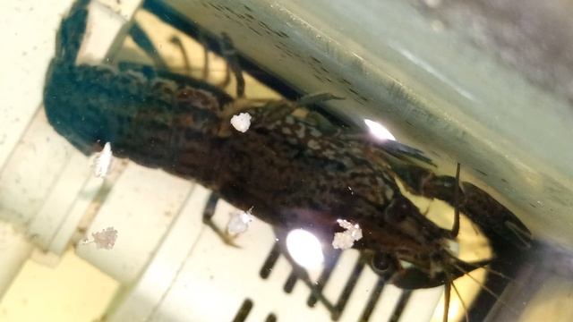 Мраморные раки, 15-01-2026. Умная колонка Маруся рассказывает анекдоты. смотреть онлайн