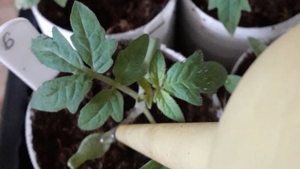 Лунный календарь посева семян томатов в 2026 году: когда сажать рассаду в январе, феврале и марте смотреть онлайн