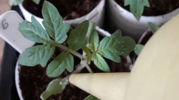 Лунный календарь посева семян томатов в 2026 году: когда сажать рассаду в январе, феврале и марте