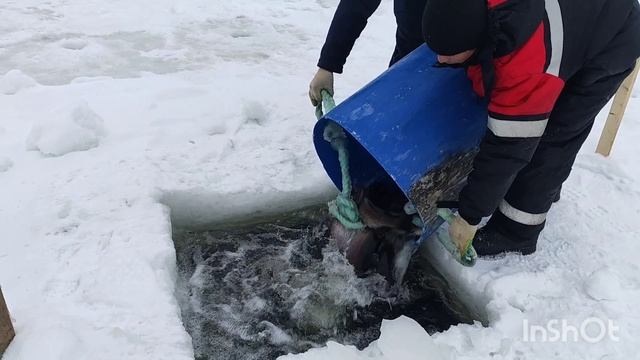 15.01.26. Зарыбление Спорт зоны форелью. смотреть онлайн