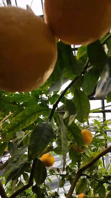 Мандарины в Ботаническом саду зимой смотреть онлайн