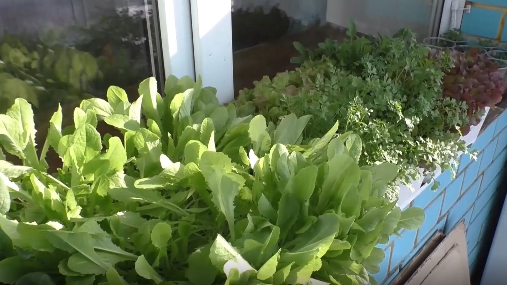 Выращивание салата, шпината, руколы и другой зелени зимой.